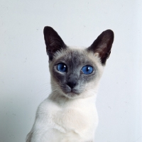 Picture of int ch selina van siana, blue point siamese cat 