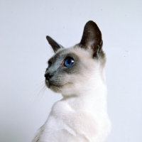 Picture of int ch selina van siana, blue point siamese cat 