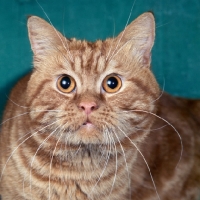 Picture of int ch tommy de rocawini, red tabby shorthair cat portrait
