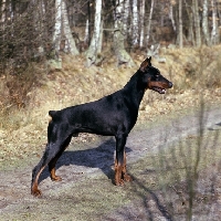 Picture of int champion odin von forell, dobermann with cropped ears standing on a forest path