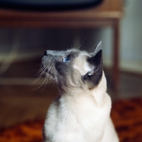 Picture of int pr ming-fu moongast, blue point siamese cat
