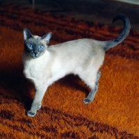 Picture of int pr ming-fu moongast, blue point siamese cat 