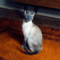 Picture of int pr ming-fu moongast, blue point siamese cat 