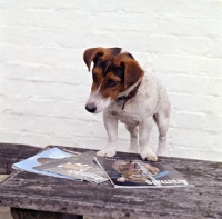 Picture of intelligent jack russell