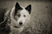 Picture of intense portrait of a karelian bear dog in a field