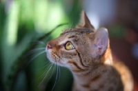 Picture of intense profile portrait of a female Bengal cat