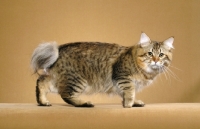 Picture of International champion American Bobtail looking at camera, paw raised.
