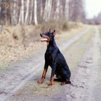 Picture of international champion dobermann with cropped ears