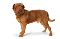 Picture of International Champion Dogue de Bordeaux (Grand Rouge Luccianob by Red Rhino) standing on white background
