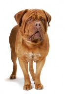Picture of International Champion Dogue de Bordeaux (Grand Rouge Luccianob by Red Rhino) on white background