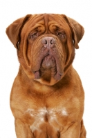 Picture of International Champion Dogue de Bordeaux (Grand Rouge Luccianob by Red Rhino)