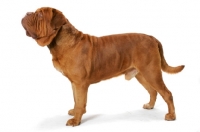 Picture of International Champion Dogue de Bordeaux (Grand Rouge Luccianob by Red Rhino)