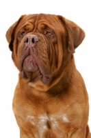 Picture of International Champion Dogue de Bordeaux (Grand Rouge Luccianob by Red Rhino)