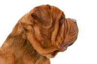 Picture of International Champion Dogue de Bordeaux (Grand Rouge Luccianob by Red Rhino) profile