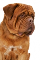 Picture of International Champion Dogue de Bordeaux (Grand Rouge Luccianob by Red Rhino) frowning
