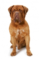 Picture of International Champion Dogue de Bordeaux (Grand Rouge Luccianob by Red Rhino) sitting down