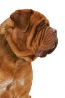 Picture of International Champion Dogue de Bordeaux (Grand Rouge Luccianob by Red Rhino) profile