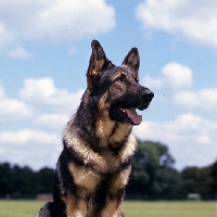 Picture of international champion german shepherd dog portrait