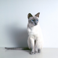Picture of international champion lilac point siamese cat 