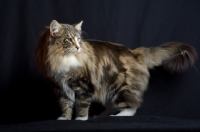 Picture of International champion Quadzilla's Sirius standing in front of a black background, studio shot