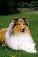 Picture of International Champion, Rough Collie