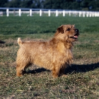 Picture of int/nord ch cracknor capricorn, norfolk terrier standing on grass