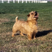Picture of int/nord ch cracknor capricorn, norfolk terrier standing on grass