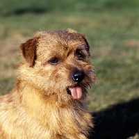 Picture of int/nord ch cracknor capricorn,   norfolk terrier head portrait