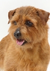 Picture of INT.NWY.SWD.DAN.FIN.NOR.Australian Champion Norfolk Terrier