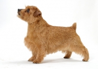 Picture of INT.NWY.SWD.DAN.FIN.NOR.Australian Champion Norfolk Terrier, side view