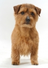Picture of INT.NWY.SWD.DAN.FIN.NOR.Australian Champion Norfolk Terrier, front view