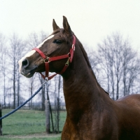 Picture of intrepido de granados, peruvian paso stallion