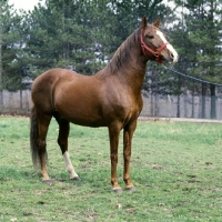 Picture of intrepido de granados, peruvian paso stallion
