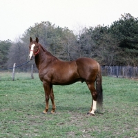 Picture of intrepido de granados, peruvian paso stallion