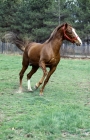 Picture of intrepido de granados, peruvian paso stallion