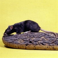 Picture of irish black pet rat on log