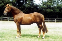 Picture of irish draught horse