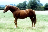 Picture of irish draught horse