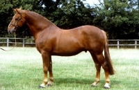 Picture of irish draught horse