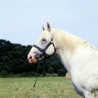 Picture of irish draught portrait side view