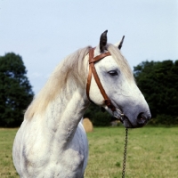 Picture of irish draught portrait