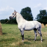 Picture of irish draught side view