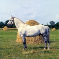 Picture of irish draught stallion in ireland