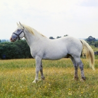 Picture of irish draught stallion in ireland
