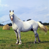 Picture of irish draught stallion in ireland