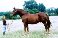 Picture of irish draught stallion