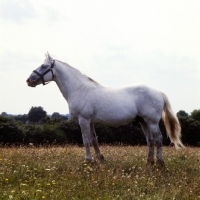 Picture of irish draugt horse 