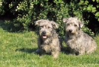 Picture of Irish Glen of Imaal Terrier pair