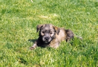 Picture of Irish Glen of Imaal Terrier pup