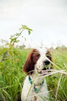 Picture of Irish red and white setter amongst greenery